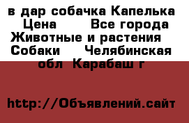в дар собачка Капелька › Цена ­ 1 - Все города Животные и растения » Собаки   . Челябинская обл.,Карабаш г.